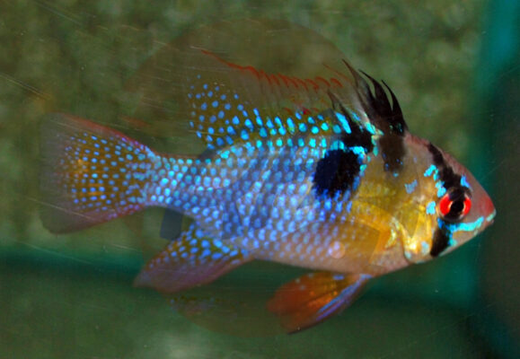 Firvaldar siklida (Mikrogeophagus Ramirezi)