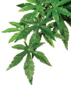 ExoTerra Abuliton Silkiplanta