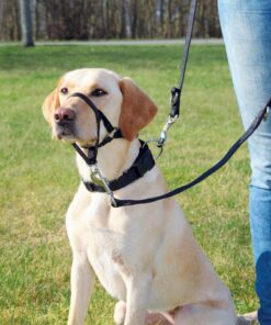 Top Trainer Training Harness