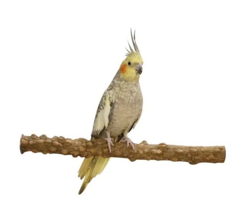 Pepperperch 35cm x 3,2cm